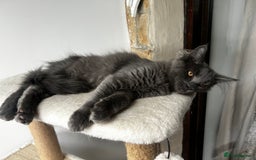 Maine Coon cats for sale: Blue Smoke Female Maine Coon!! TICA Registered 🐾 - Image 5