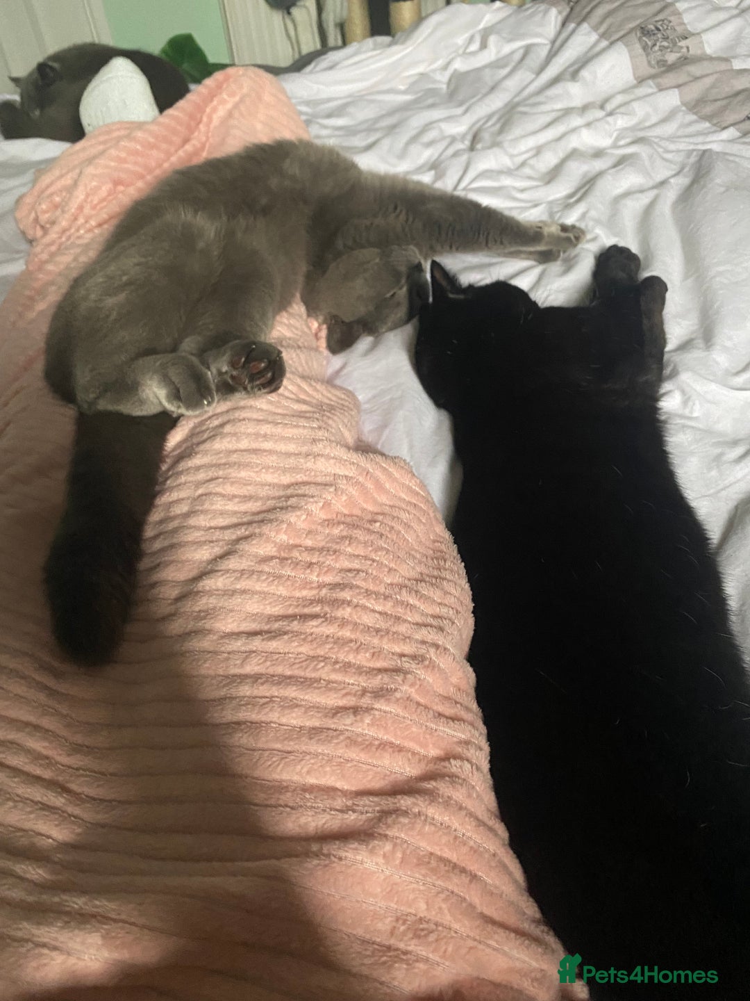 British Shorthair cats for sale: Stunning Unique Pedigree Black British Shorthair  - Advert 11