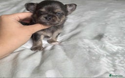 Chihuahua dogs for sale: Chocolate Girl, Blue Boy Longhair Chihuahua  - Image 3