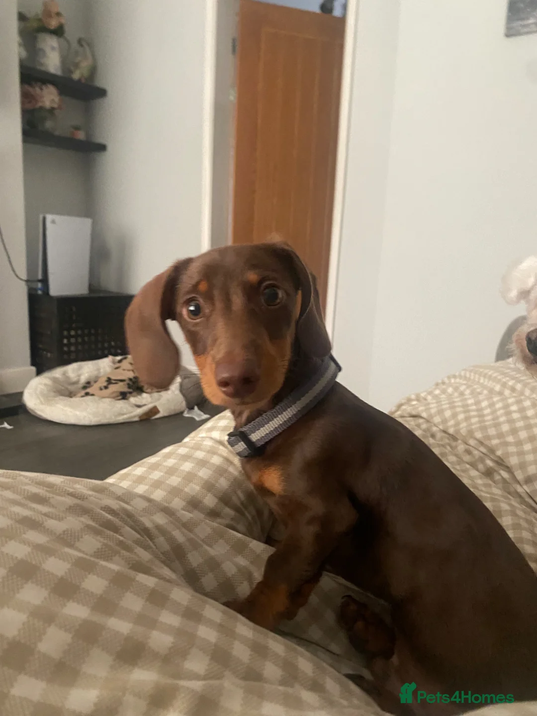 Dachshund dogs for sale: Pete the sausage dog  in Seaham - Advert 8