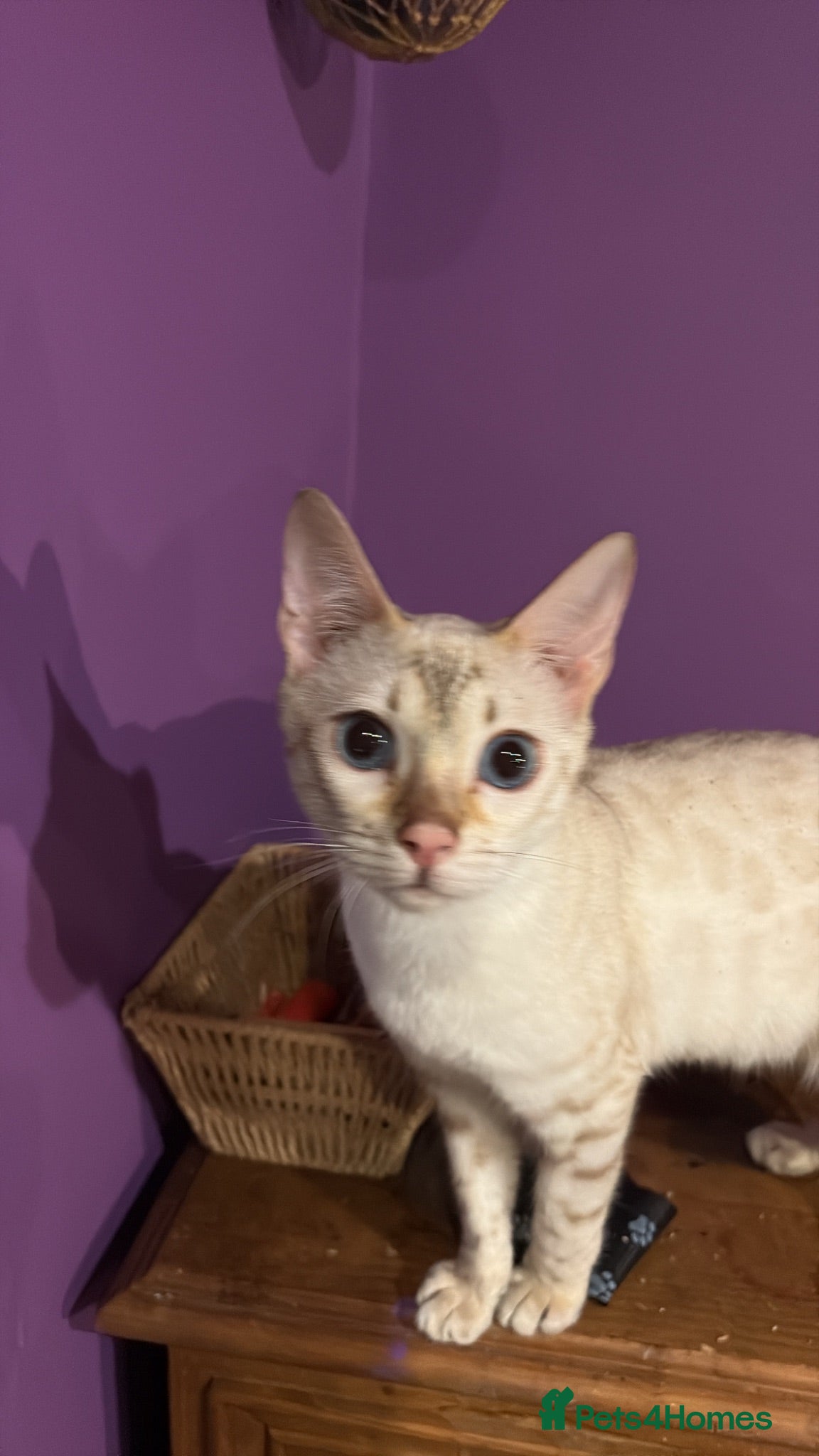 Bengal cats Snow lynx bengal - Advert 15