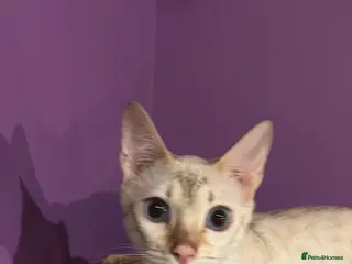 Bengal cats Snow lynx bengal - Advert 1