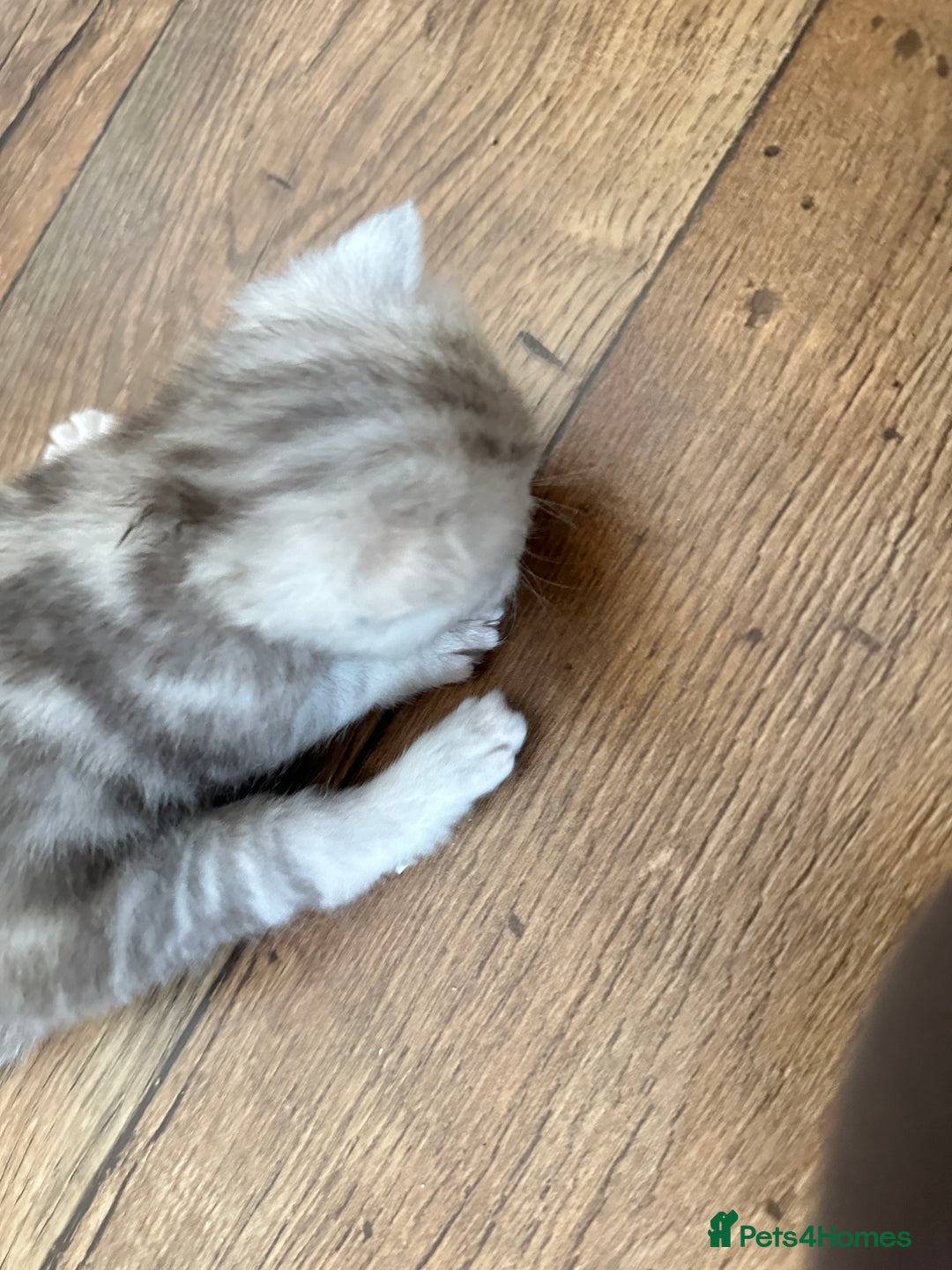 British Shorthair cats for sale: Chunky British Shorthair Kittens - Advert 15