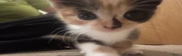 Mixed Breed cats for sale: Beautiful kittens!!  - Advert 9