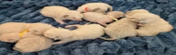 Ragdoll cats for sale: GCCF Champion Line Ragdoll Kittens – Health Tested - Advert 1