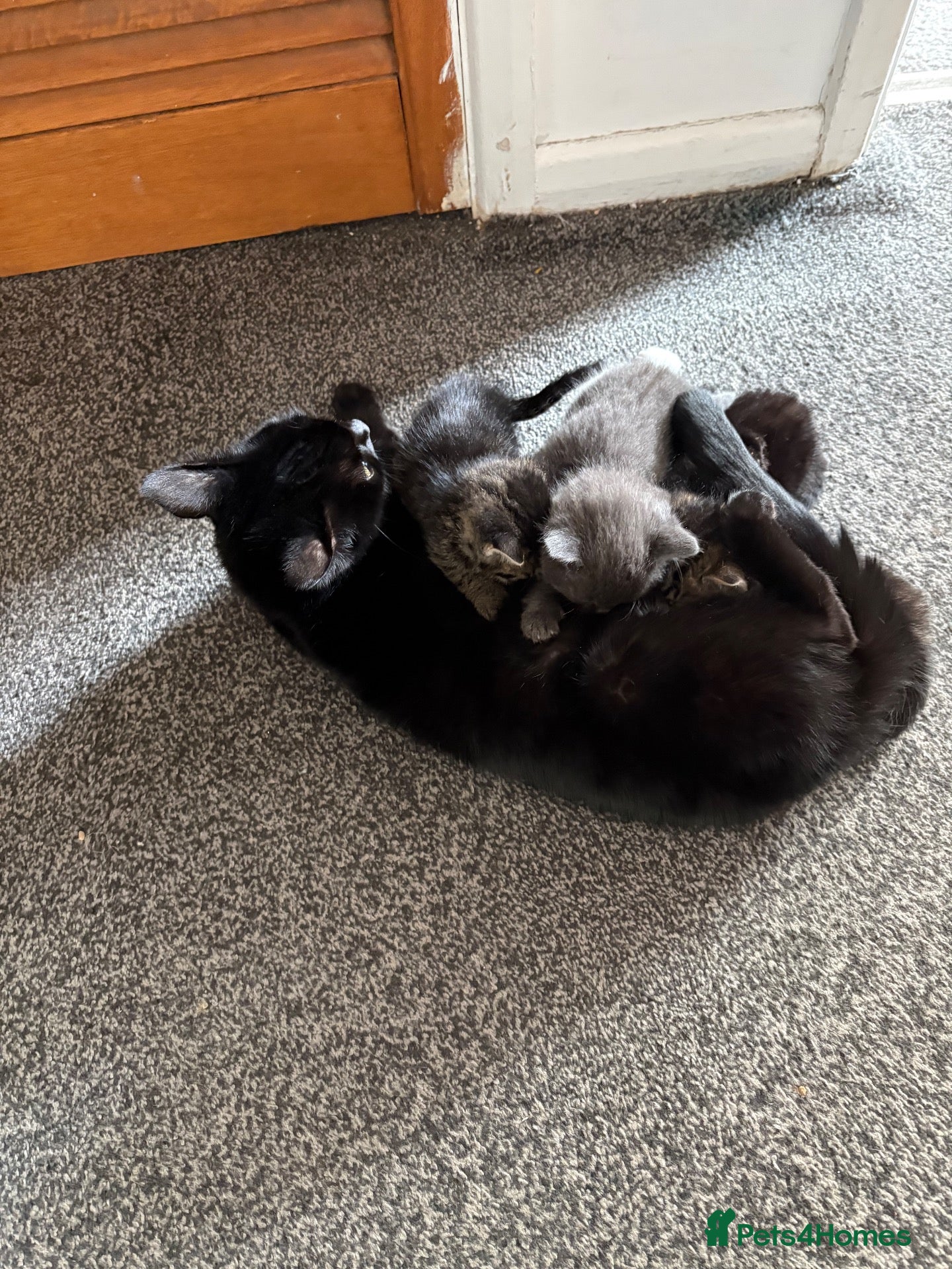 Mixed Breed cats Kittens for sale - Advert 1