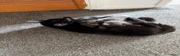 Mixed Breed cats for sale: Kittens for sale in Sheerness - Advert 1