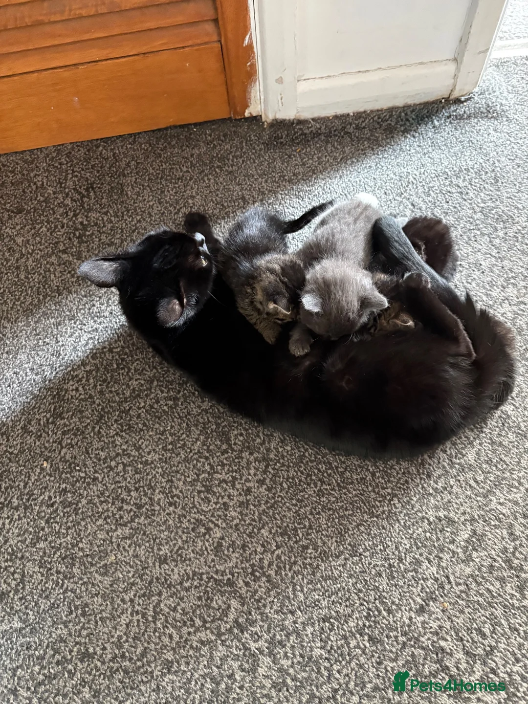 Mixed Breed cats for sale: Kittens for sale in Sheerness - Advert 1