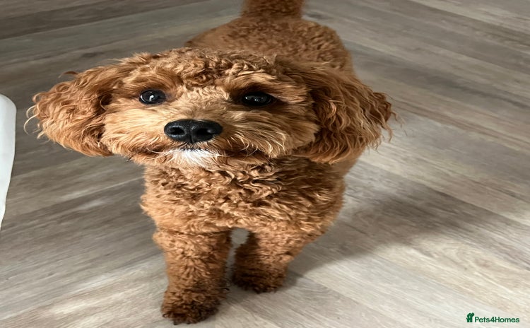 Cavapoo dogs - Advert 1