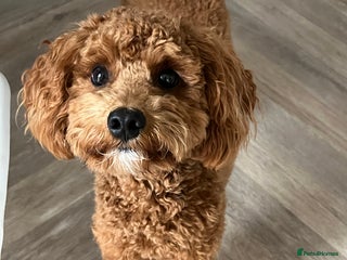 Cavapoo dogs - Advert 24