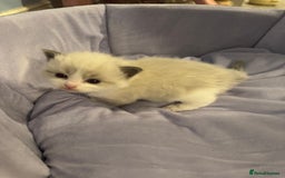 Ragdoll cats for sale: Three beautiful blue ragdoll kittens  - Image 10
