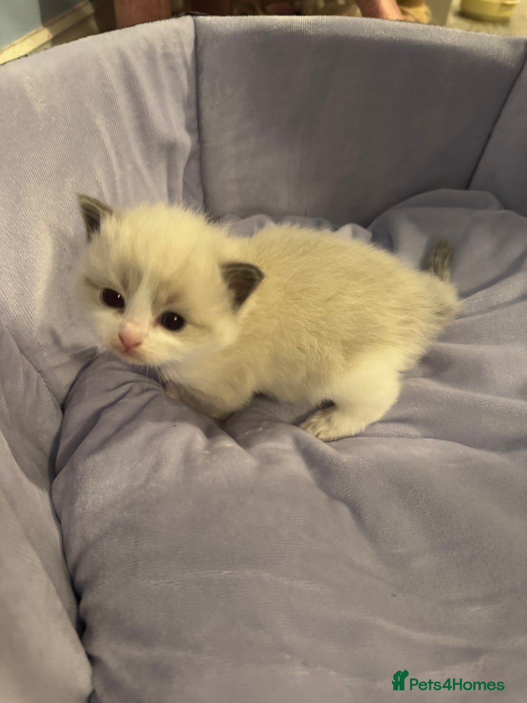 Ragdoll cats for sale: Three beautiful blue ragdoll kittens  - Image 10