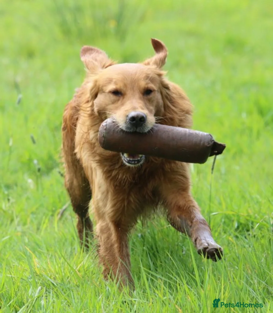 Golden Retriever dogs for stud: BRINSWORTHY DENMAN OF JALK A DOG OF A LIFETIME! in Doncaster - Advert 12