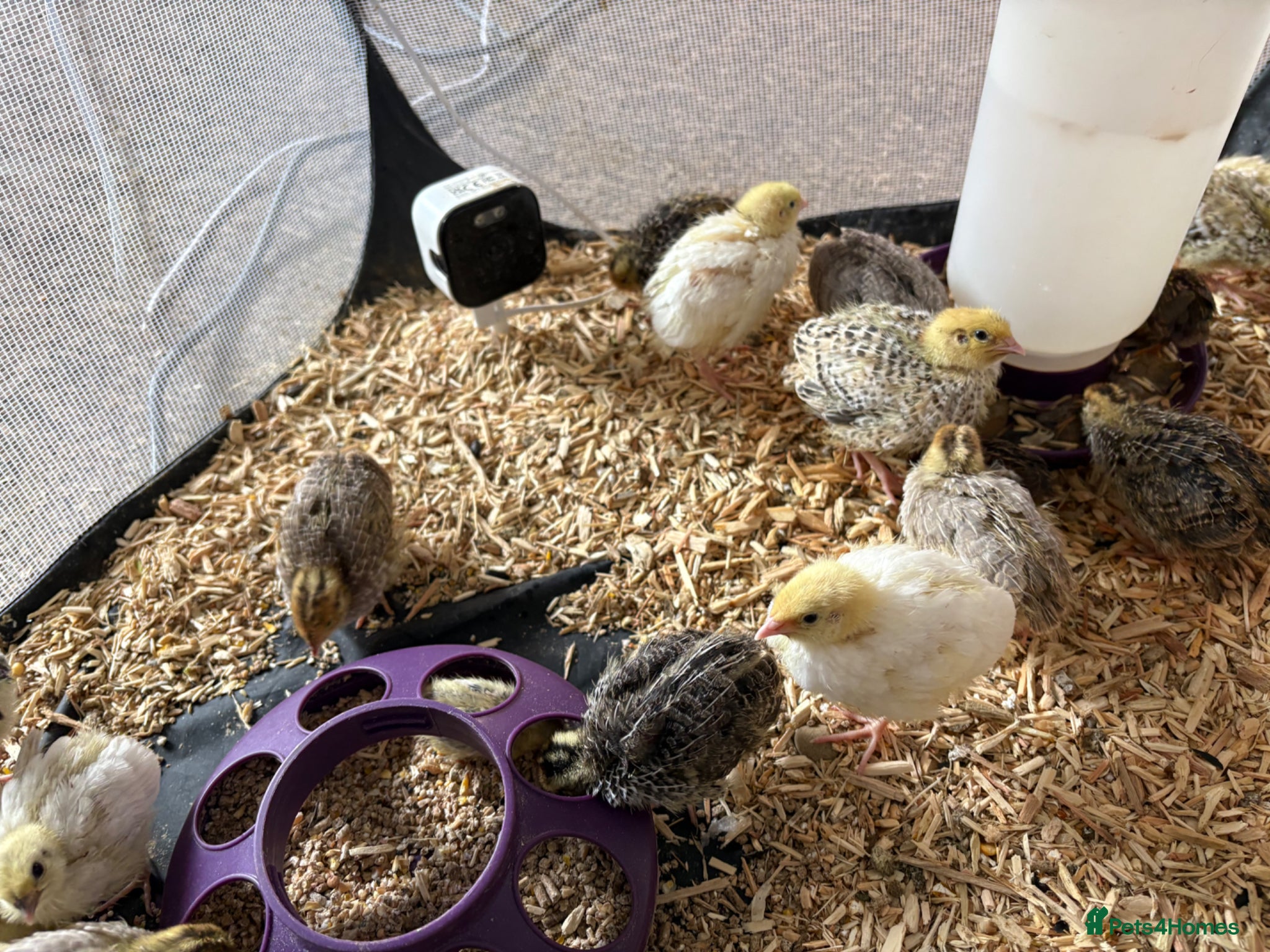 Quail poultry Coturnix Quail / English whits  - Advert 2