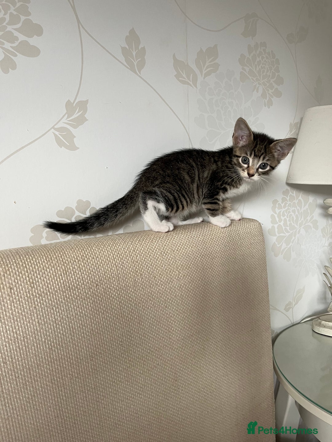 Mixed Breed cats for sale: Adorable kittens ready for loving homes! - Image 19