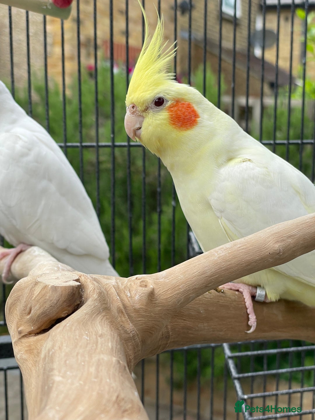 Cockatiels birds for sale: Lutino cockatiel  - Image 2