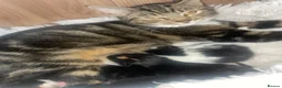 Mixed Breed cats for sale: Last little lady to find her forever home in Saltash - Advert 12