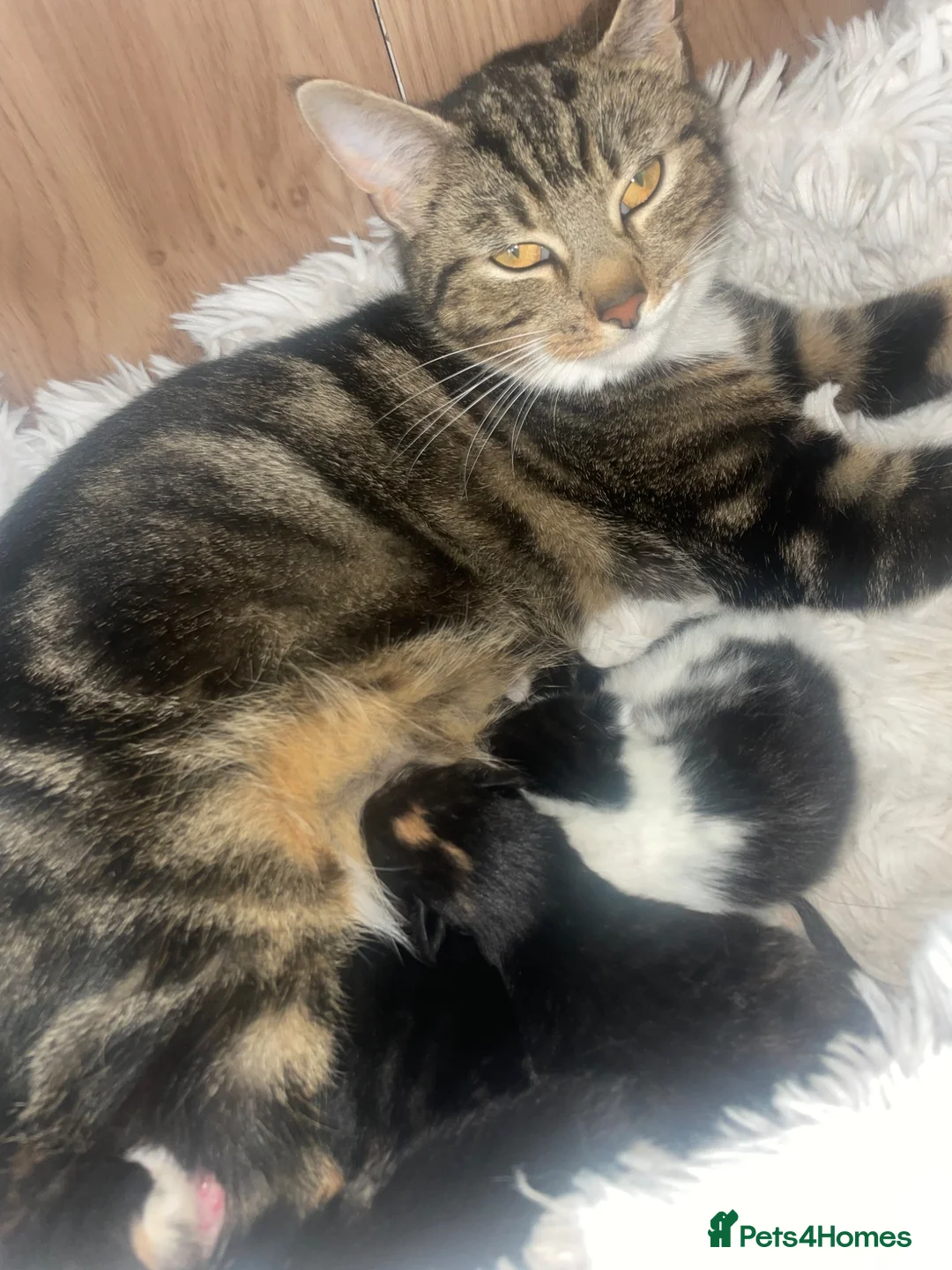 Mixed Breed cats for sale: Last little lady to find her forever home in Saltash - Advert 12