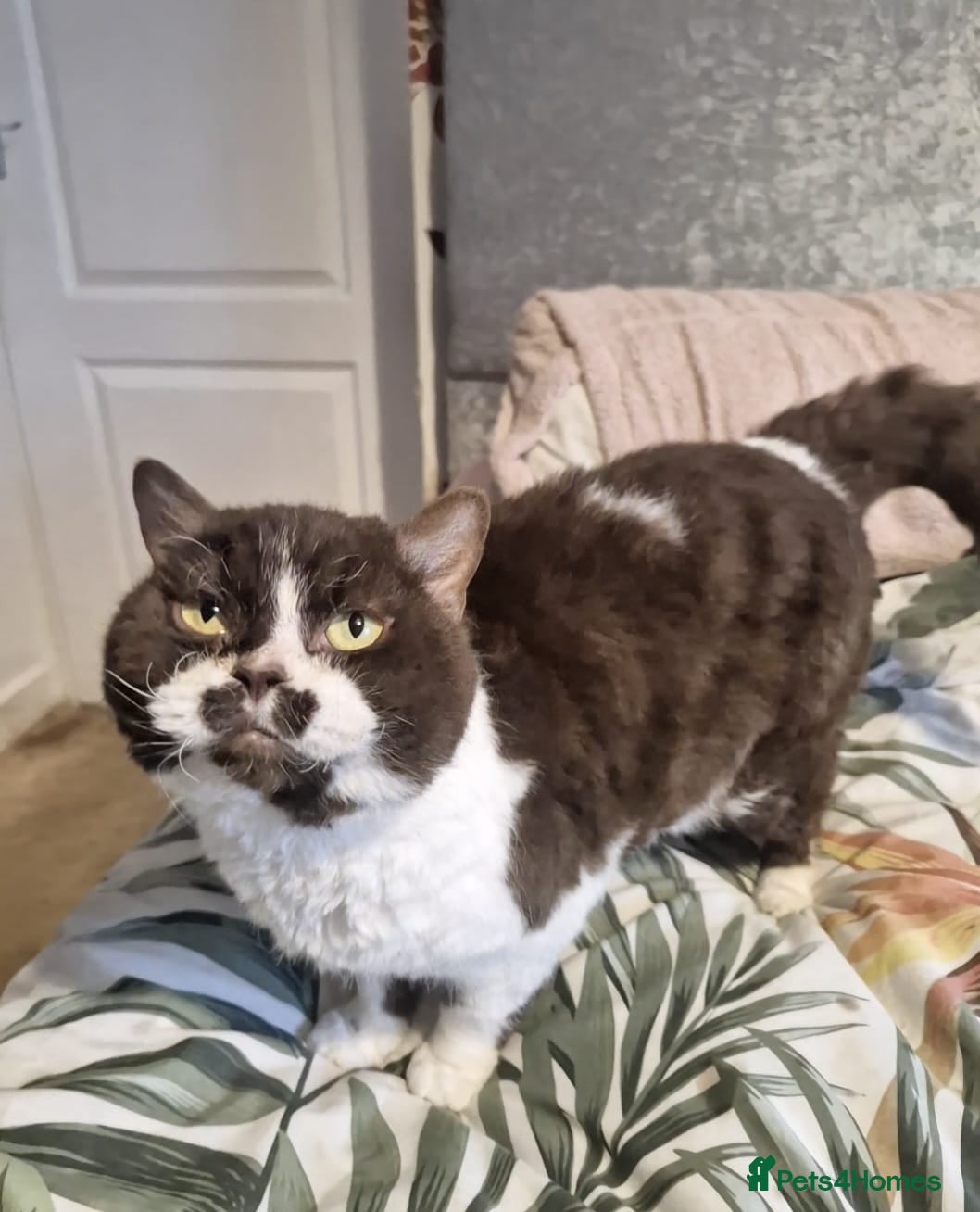 Selkirk Rex cats Pedigree Selkirk rex curly chocolate bi colour  - Advert 2