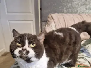 Selkirk Rex cats Pedigree Selkirk rex curly chocolate bi colour - Advert 2