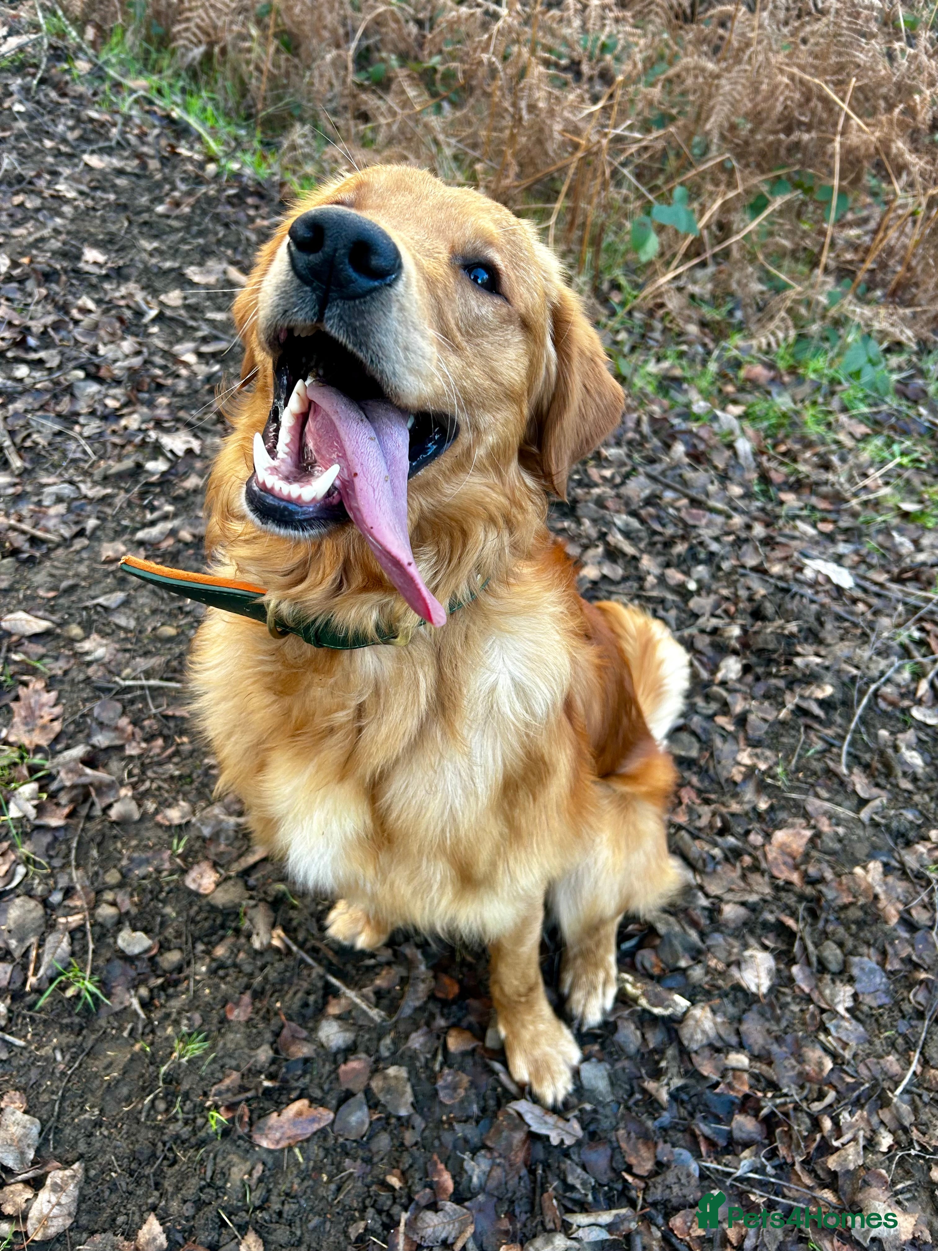 Golden Retriever dogs Trained Golden Retriever for sale  - Advert 9
