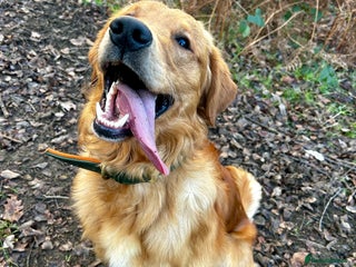 Golden Retriever dogs Trained Golden Retriever for sale - Advert 9