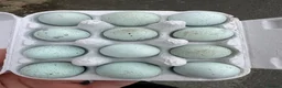 Quail poultry for sale: 12 Celadon Coturnix Quail (blue egg) Hatching Eggs - Advert 5