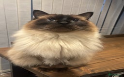 Ragdoll cats for sale: 2 Ragdolls (very close brothers) for adoption - Image 8