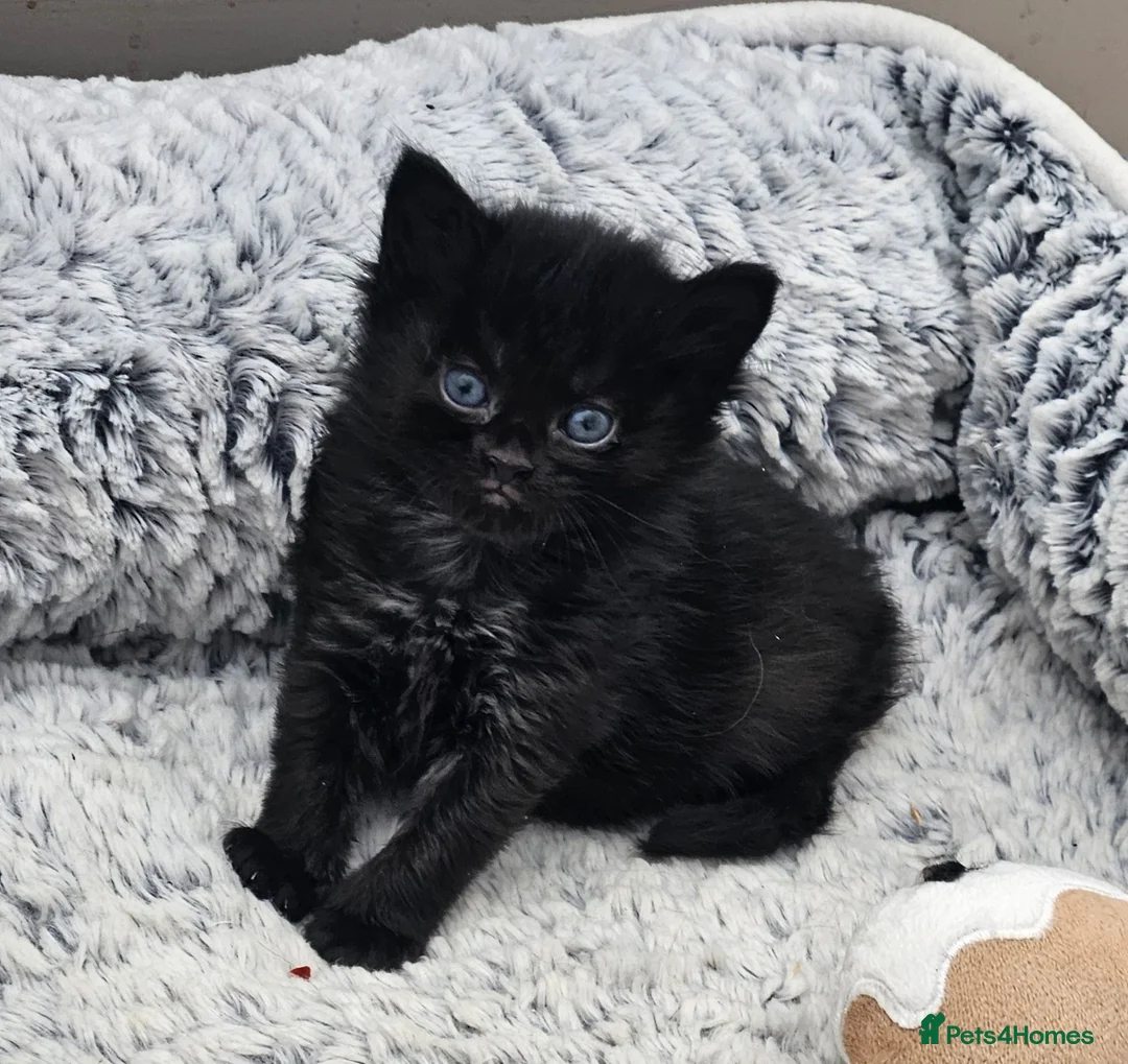 Mixed Breed cats for sale: Mixed maincoon kittens - Advert 7
