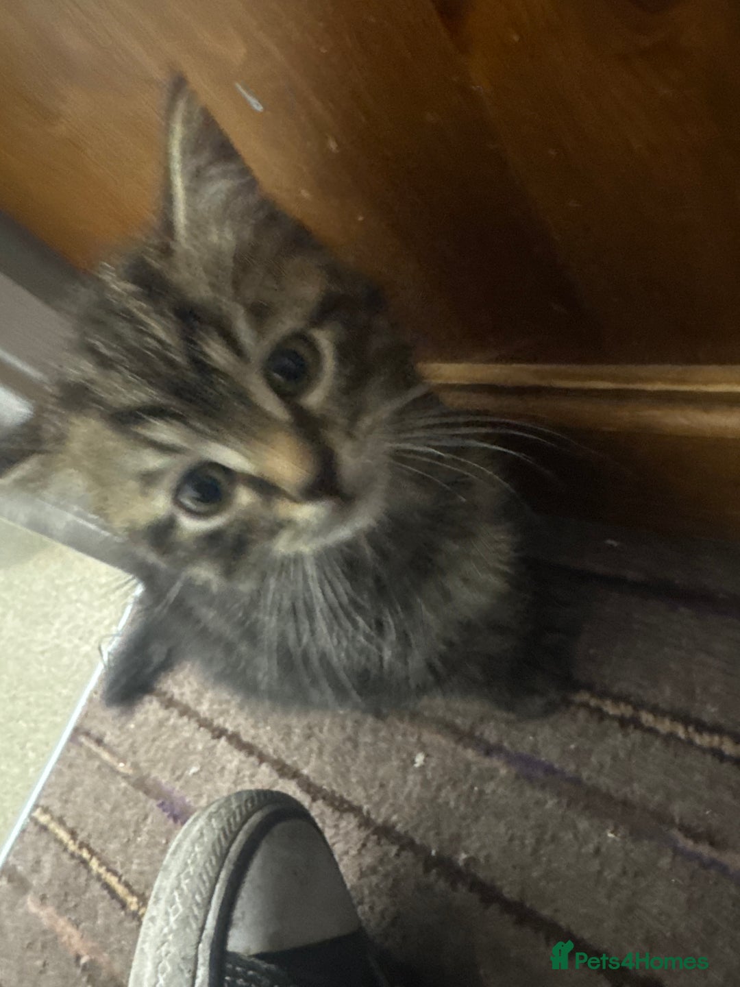 Domestic Shorthair cats for sale: kittens for sale - Image 2