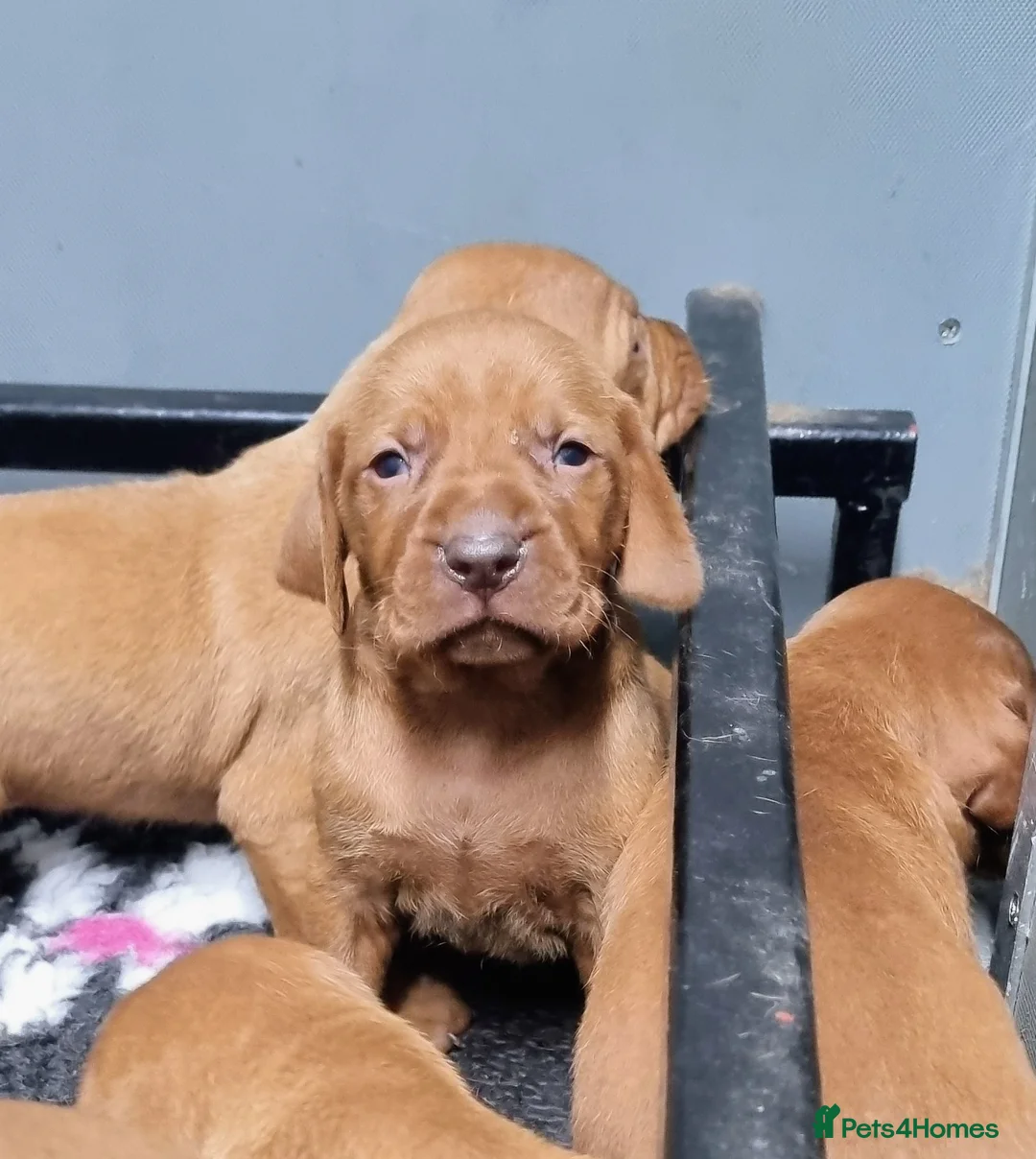 Hungarian Vizsla dogs for sale: Stunning KC Hungarian Vizsla Puppies  - Advert 1