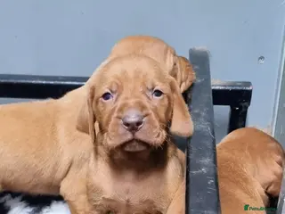 Hungarian Vizsla dogs Stunning KC Hungarian Vizsla Puppies - Advert 1