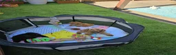Maltipoo dogs for sale: F1B Maltipoo Rare Colours DNA Tested  - Advert 18