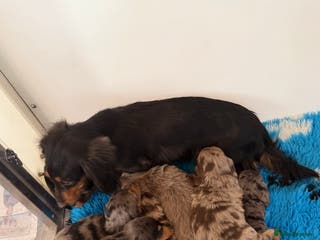 Dachshund dogs Lovely mini Dachshund puppies - Advert 3