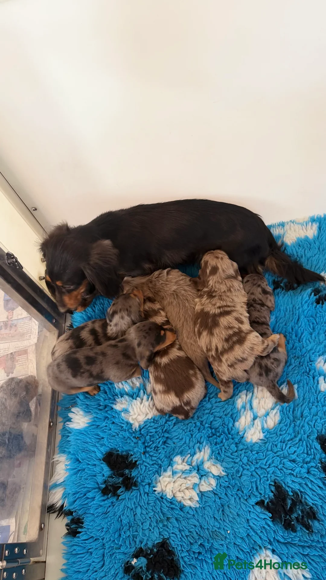Dachshund dogs for sale: Lovely mini Dachshund puppies  - Advert 13