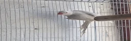 Ringnecks birds for sale: Baby ringneck in Telford - Advert 3