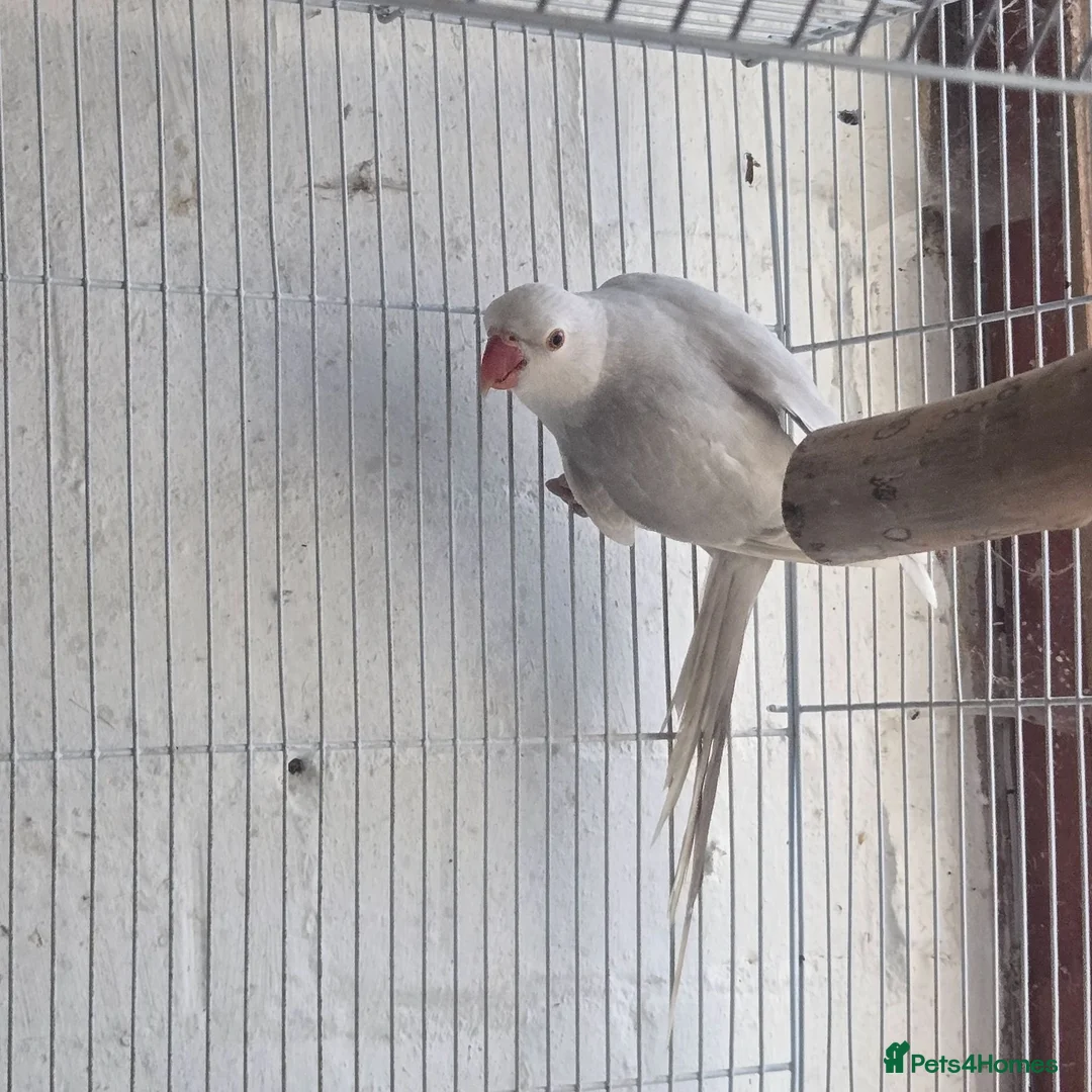 Ringnecks birds for sale: Baby ringneck in Telford - Advert 3