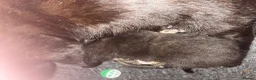 Bengal cats for sale: Beautiful Bengal cross Kittens for sale - Advert 7