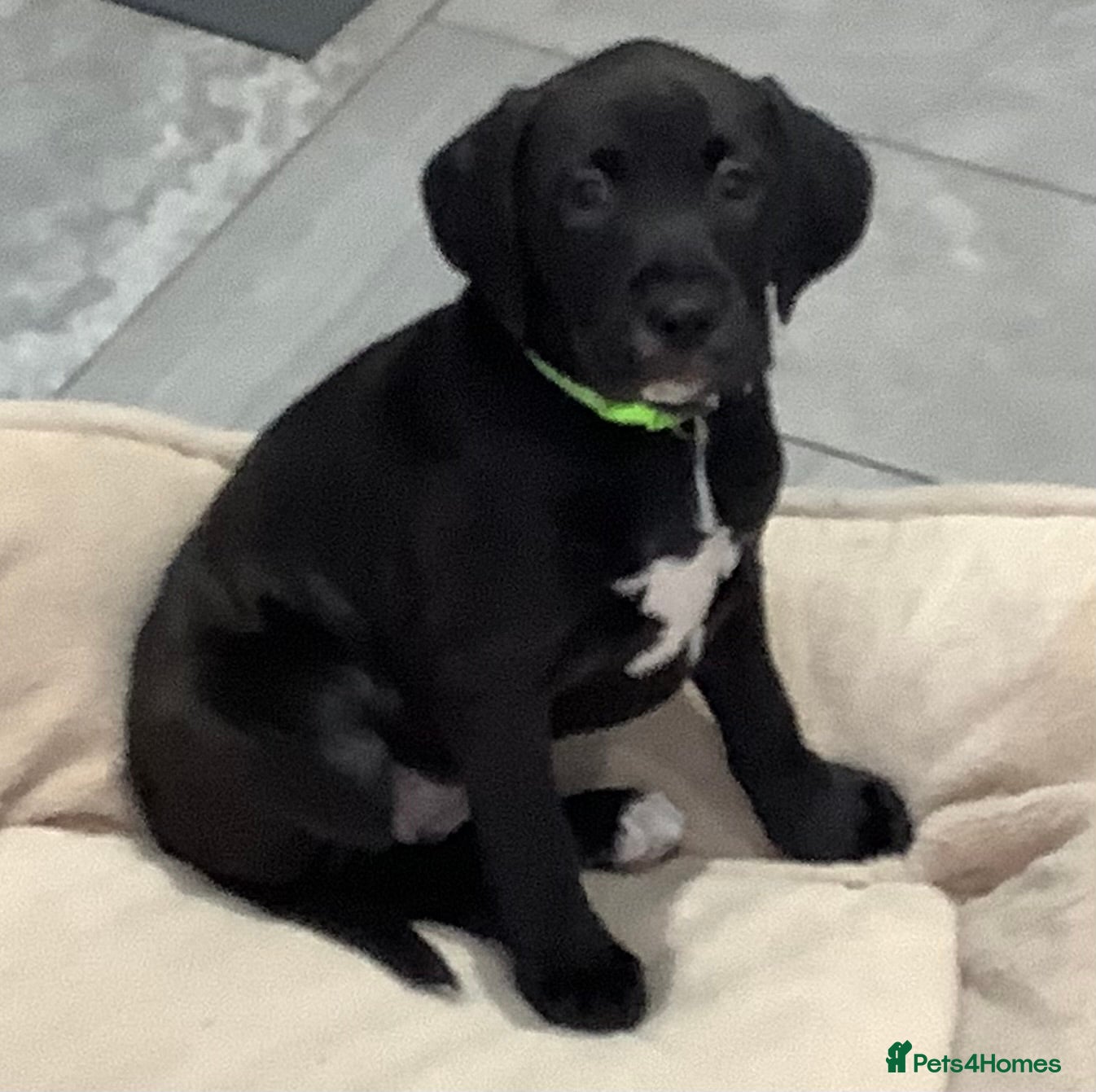 Mixed Breed dogs Cockapoo/Staffie - Advert 2