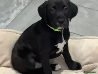 Mixed Breed dogs Cockapoo/Staffie - Advert 2