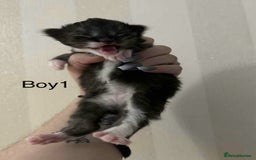 Maine Coon cats for sale: Maine coon x kittens  - Advert 3