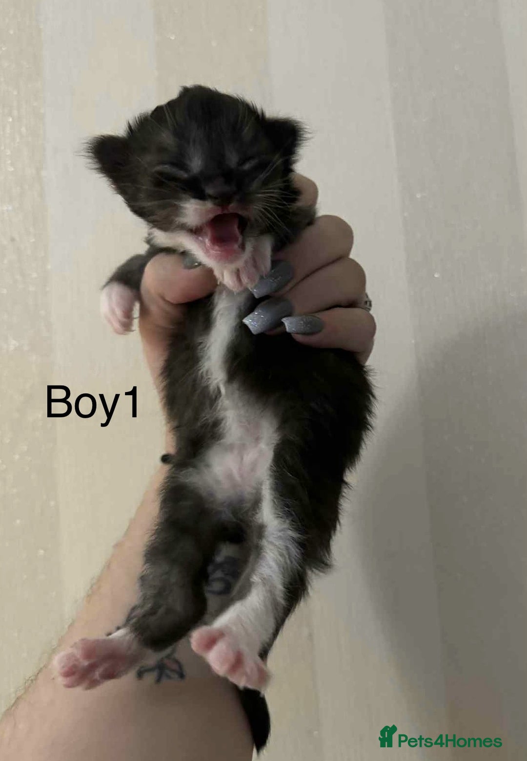 Maine Coon cats for sale: Maine coon x kittens  - Advert 3