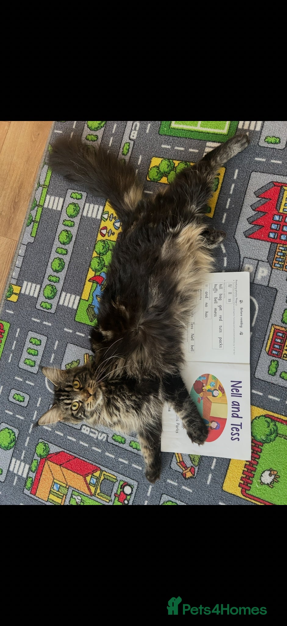 Maine Coon cats Maine Coons kittens purebred  - Advert 1