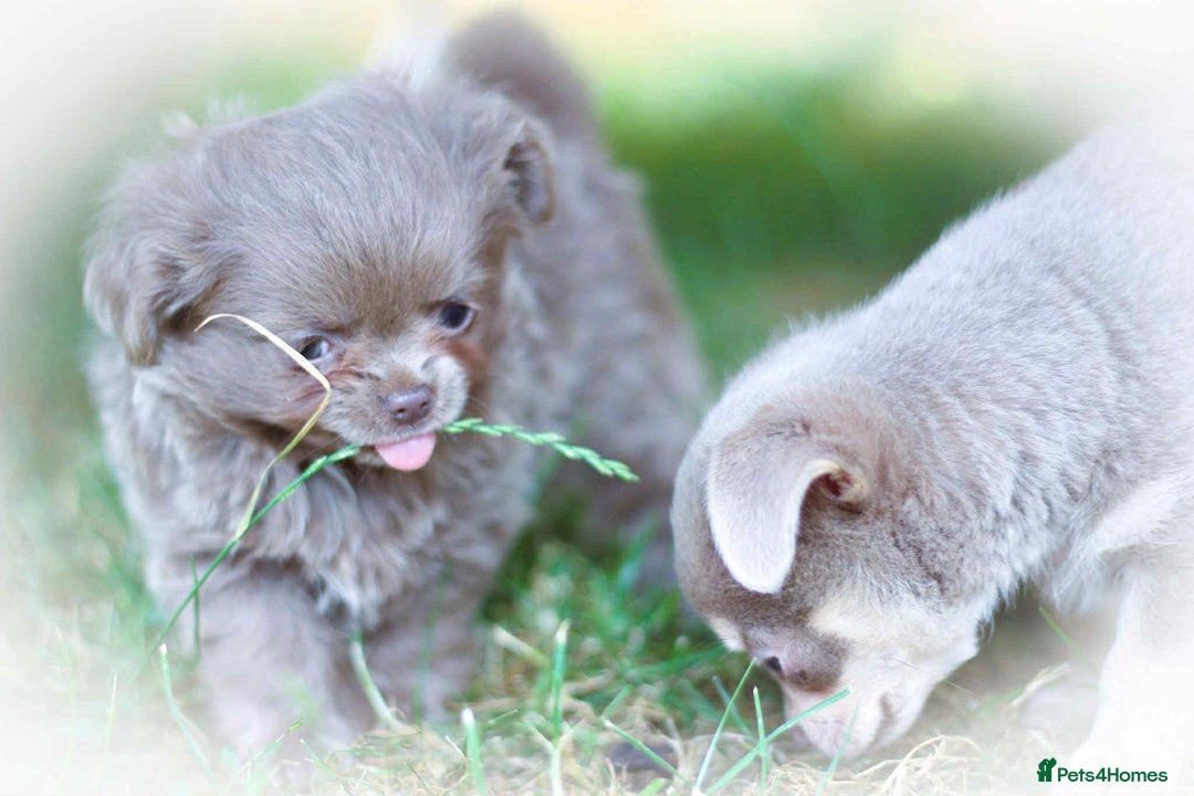 Chihuahua dogs for sale: Lilac chihuahua KC Registered Boys - Image 5