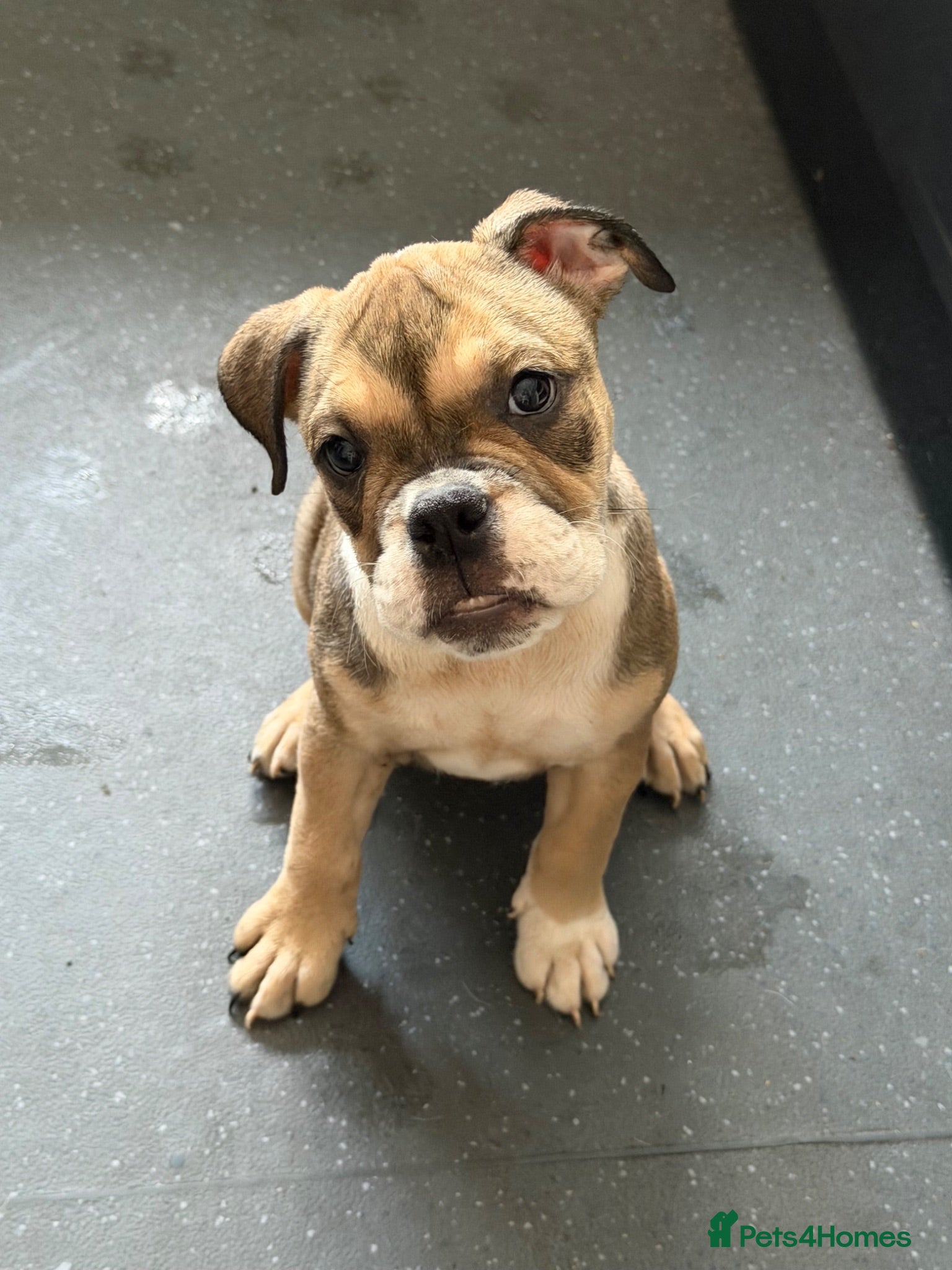 English Bulldog dogs English bulldogs PUPPIES only 3 pups left - Advert 7