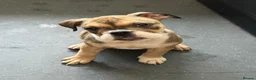 English Bulldog dogs for sale: English bulldogs PUPPIES only 2 female pups left! - Advert 1