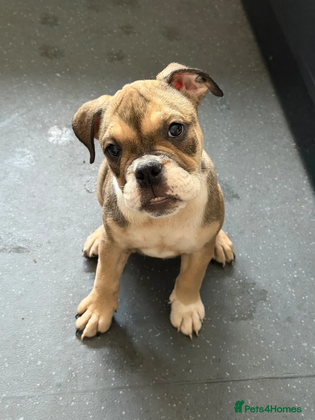 English Bulldog dogs for sale: English bulldogs PUPPIES only 2 female pups left! - Advert 1