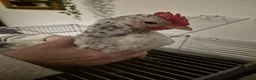Chickens poultry for sale: Male Chickens - Sarana cross x 5 - Advert 4