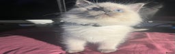 Ragdoll cats for sale: 5 Gorgeous TICA Ragdolls for Sale - Advert 6