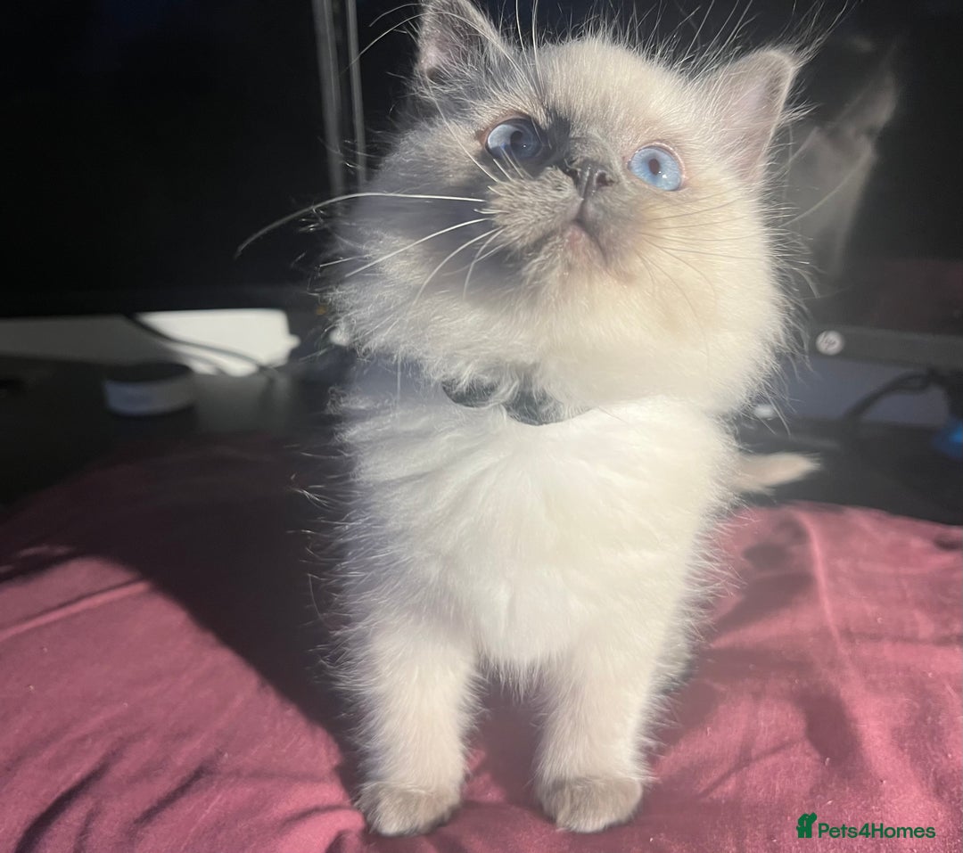 Ragdoll cats for sale: 5 Gorgeous TICA Ragdolls for Sale - Advert 6